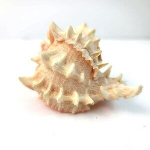 Vintage Pink Murex Conch Shell Conus Marmoreus Bandaus Lamarch  JH1361